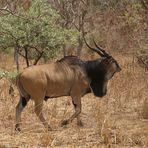 Westliche Riesen-Elenantilope - (Taurotragus derbianus derbianus)