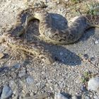 Westliche Sandboa (eryx jaculus).....mal was selteneres