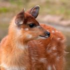 Westliche Sitatunga...