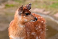 Westliche Sitatunga...