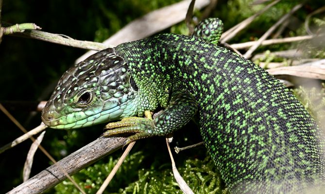 Westliche Smaragdeidechse