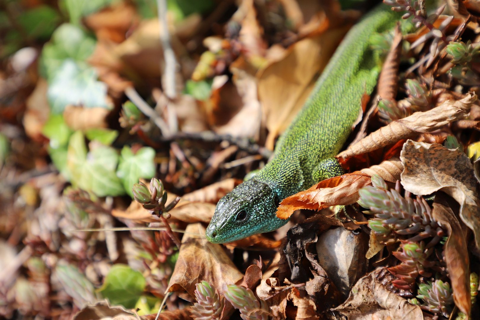 Westliche Smaragdeidechse (Lacerta bilineata)