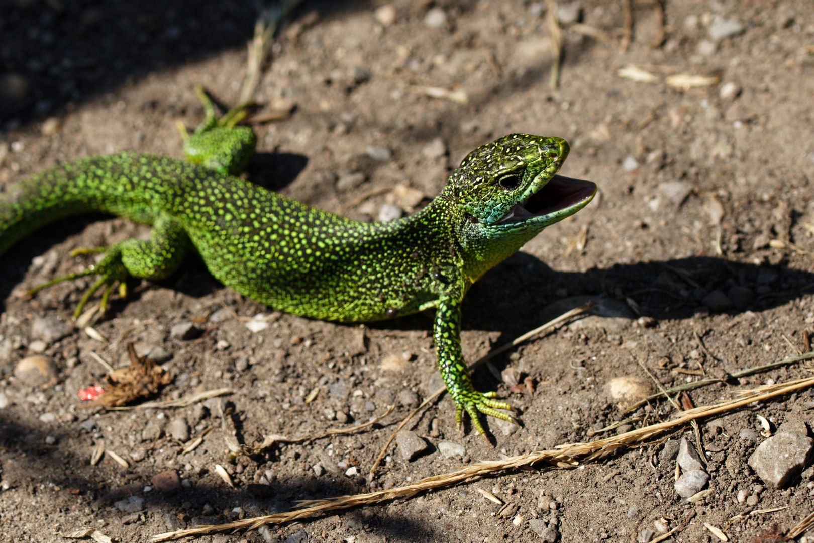 (Westliche) Smaragdeidechse (Lacerta bilineata)