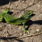 (Westliche) Smaragdeidechse (Lacerta bilineata)