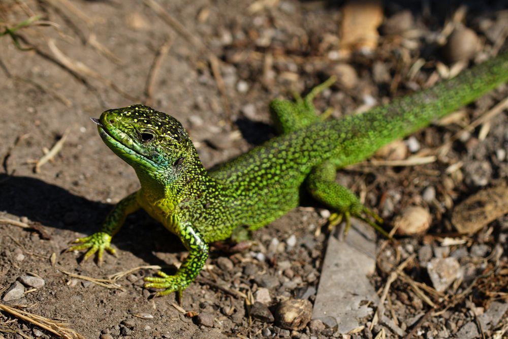 (Westliche) Smaragdeidechse (Lacerta bilineata)