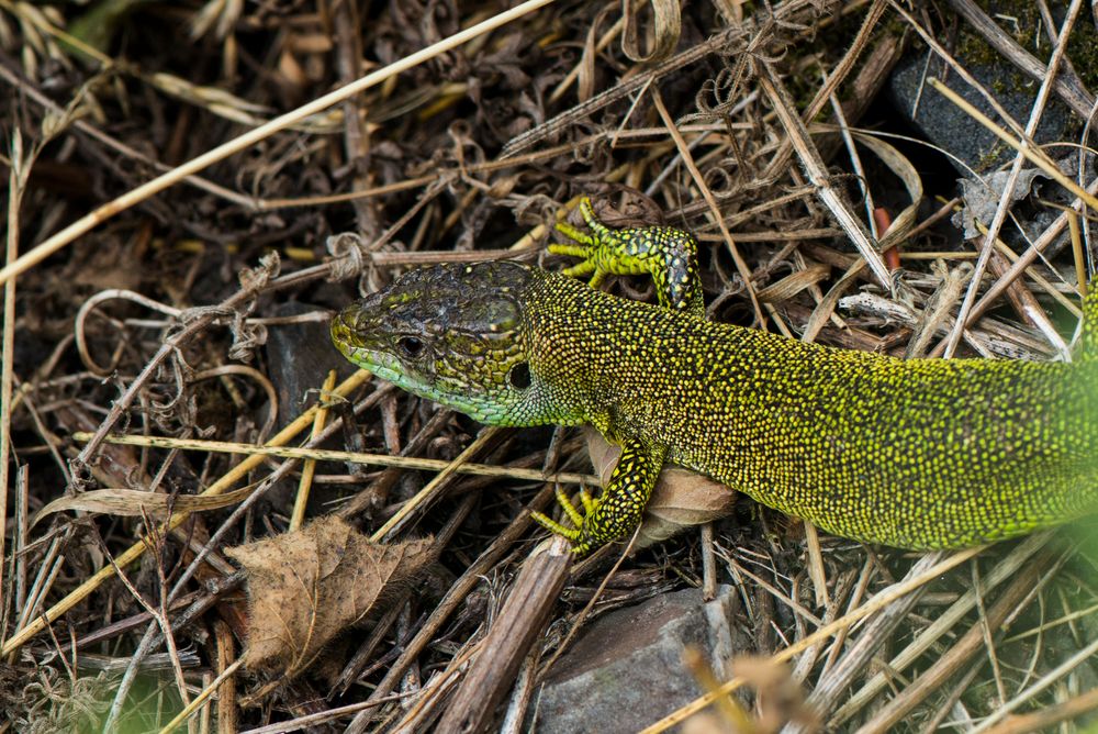 Westliche Smaragdeidechse (Lacerta bilineata)