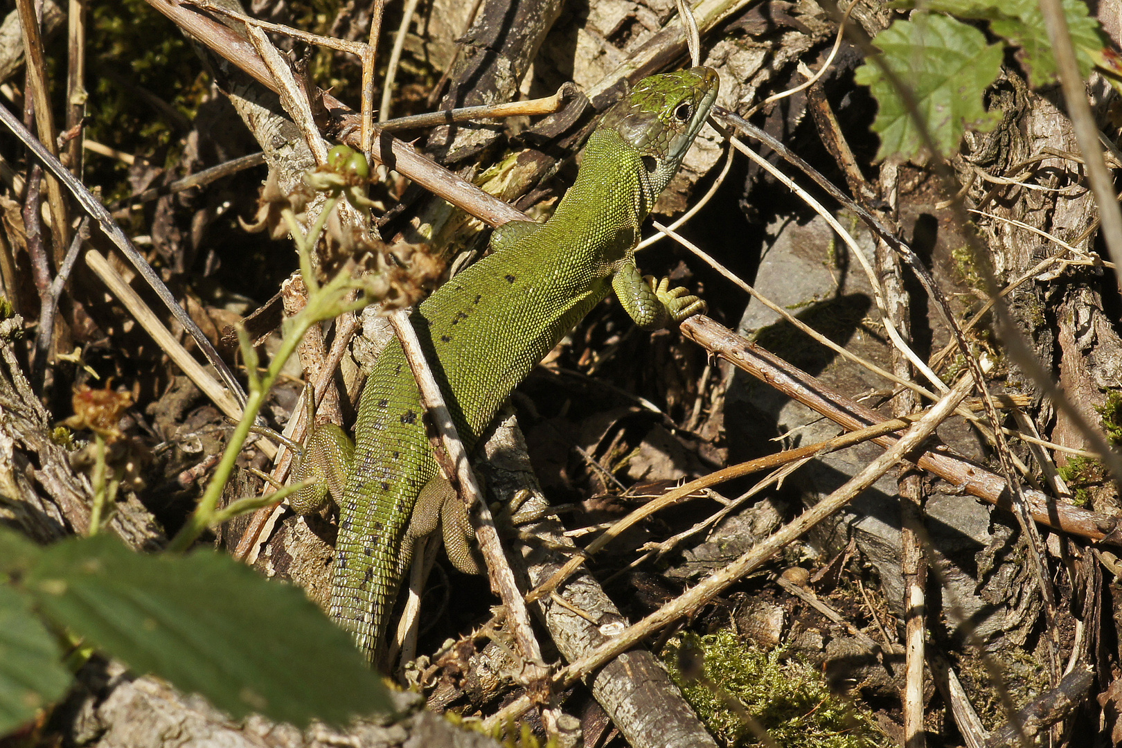 Westliche Smaragdeidechse (Lacerta bilineata)