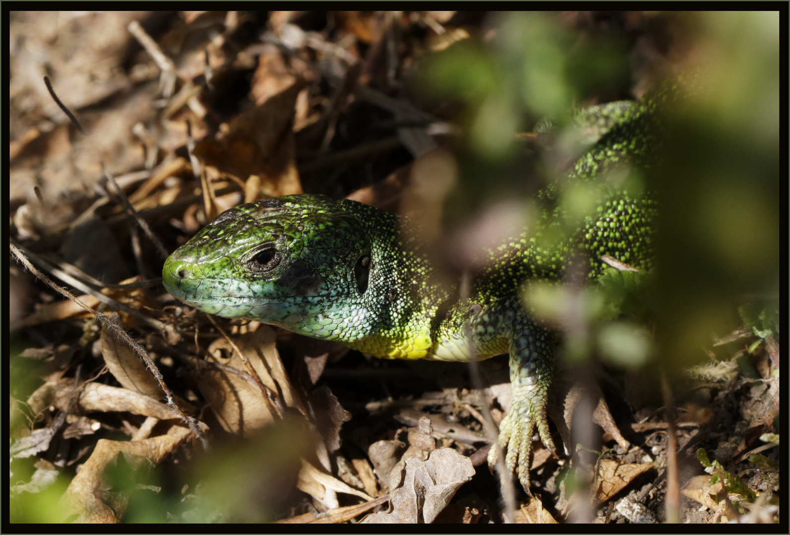 Westliche Smaragdeidechse (Lacerta bilineata) 