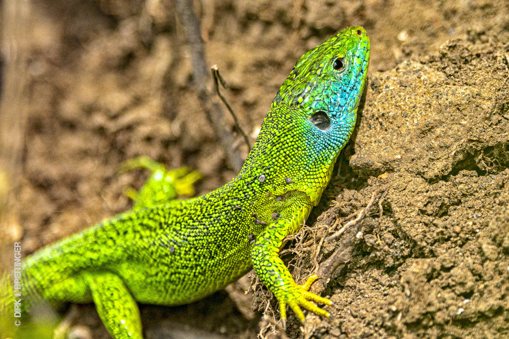 Westliche Smaragdeidechse (Lacerta bilineata)