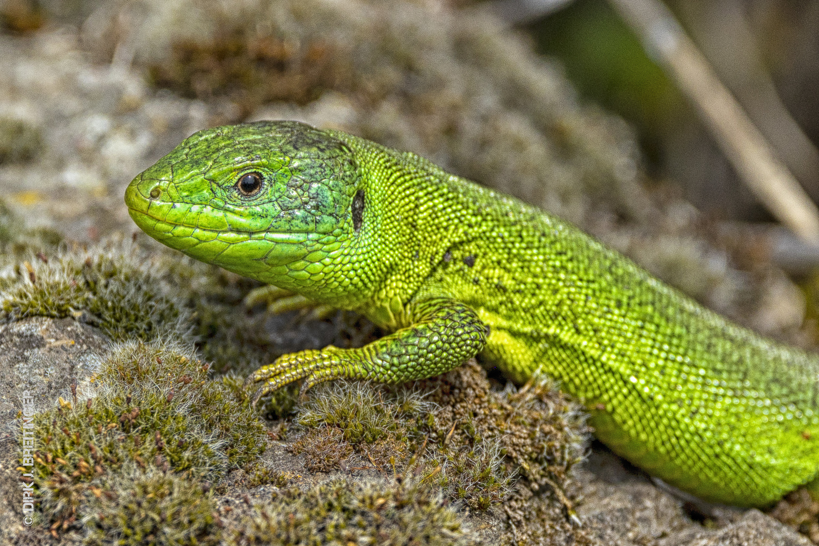 Westliche Smaragdeidechse (Lacerta bilineata)