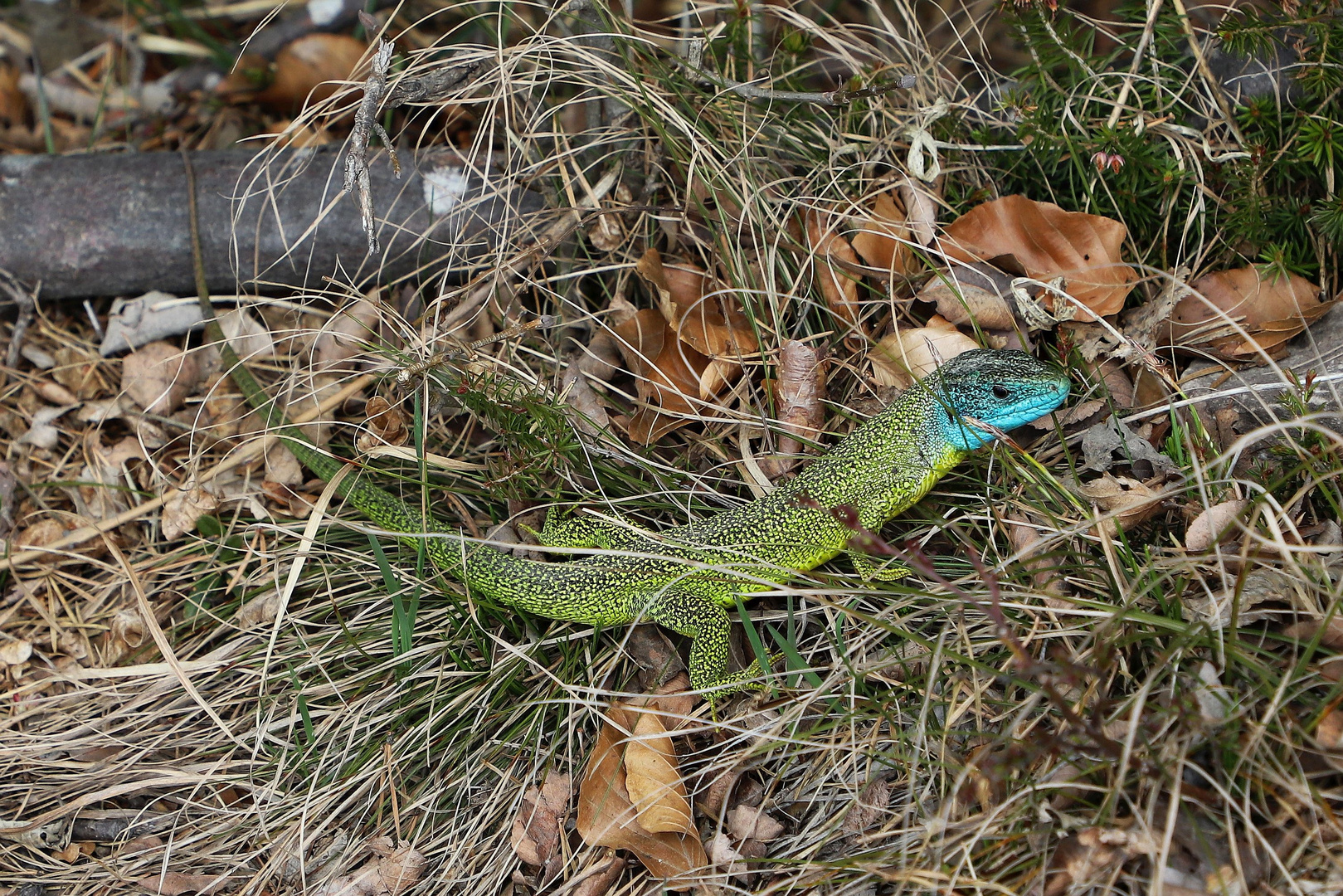 Westliche Smaragdeidechse (Lacerta bilineata)...