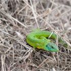 Westliche Smaragdeidechse (Lacerta bilineata)