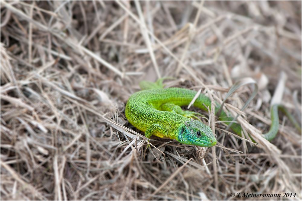 Westliche Smaragdeidechse (Lacerta bilineata)