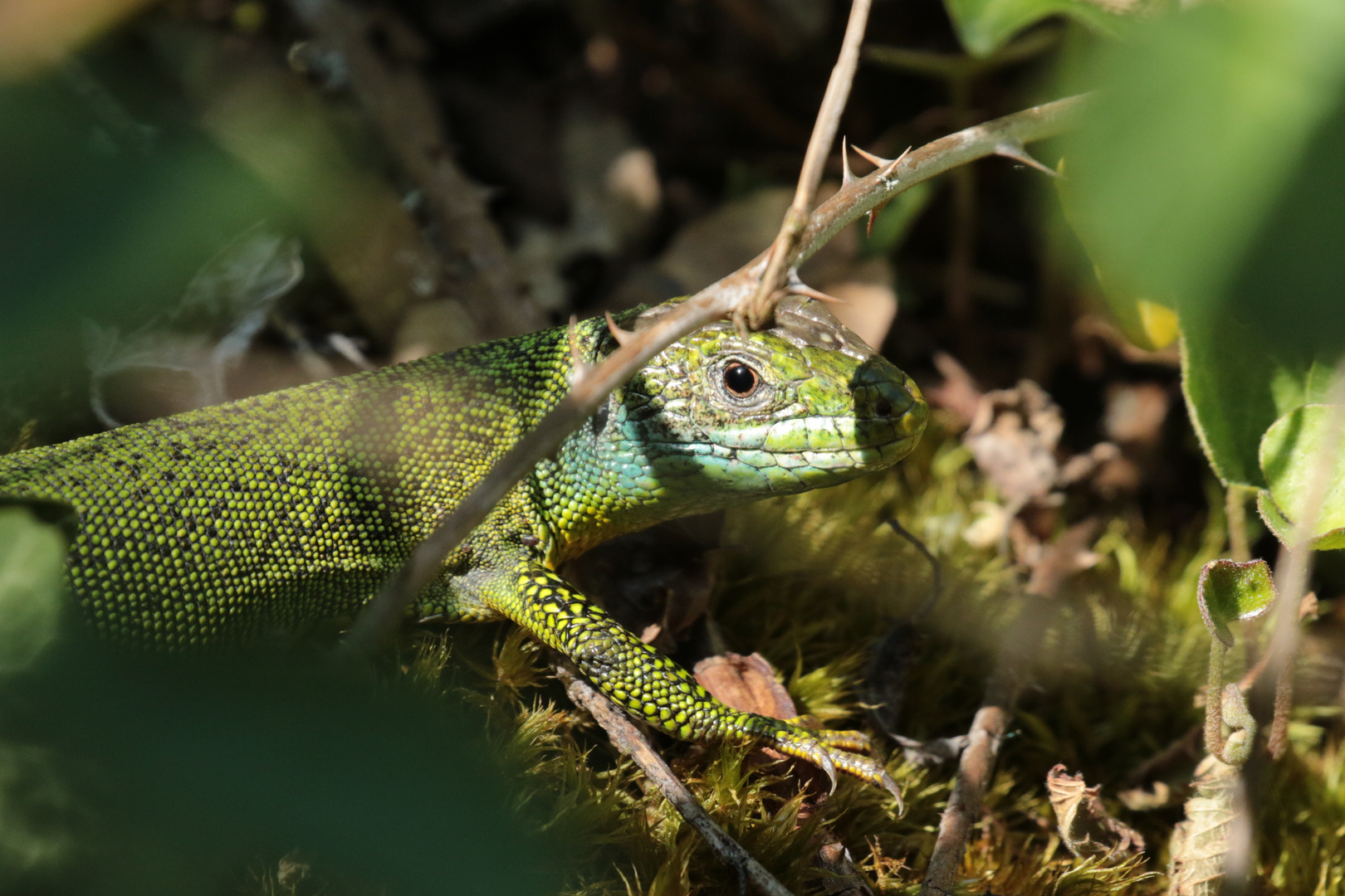 Westliche Smaragdeidechse (Lacerta bilineata)