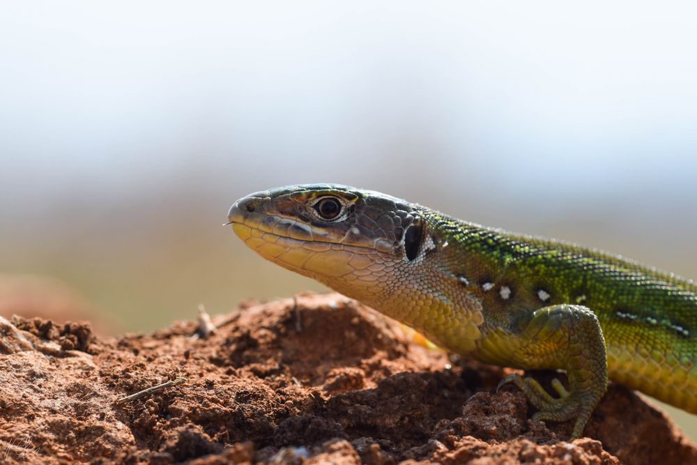 Westliche Smaragdeidechse (Lacerta bilineata)