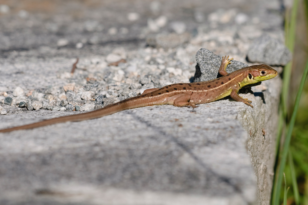 Westliche Smaragdeidechse ( Lacerta bilineata ), juv