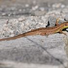 Westliche Smaragdeidechse ( Lacerta bilineata ), juv