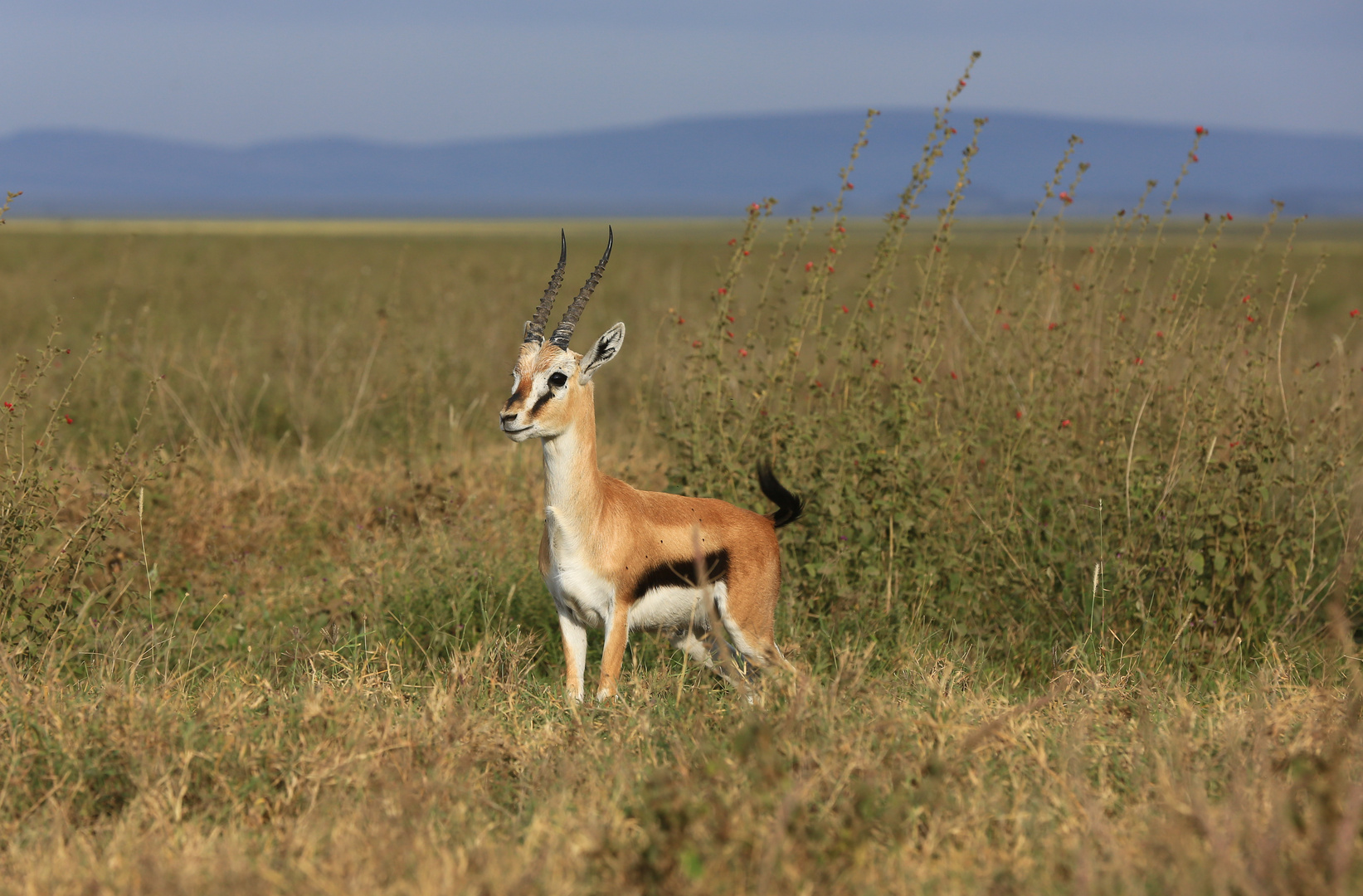 Westliche Thomson-Gazelle