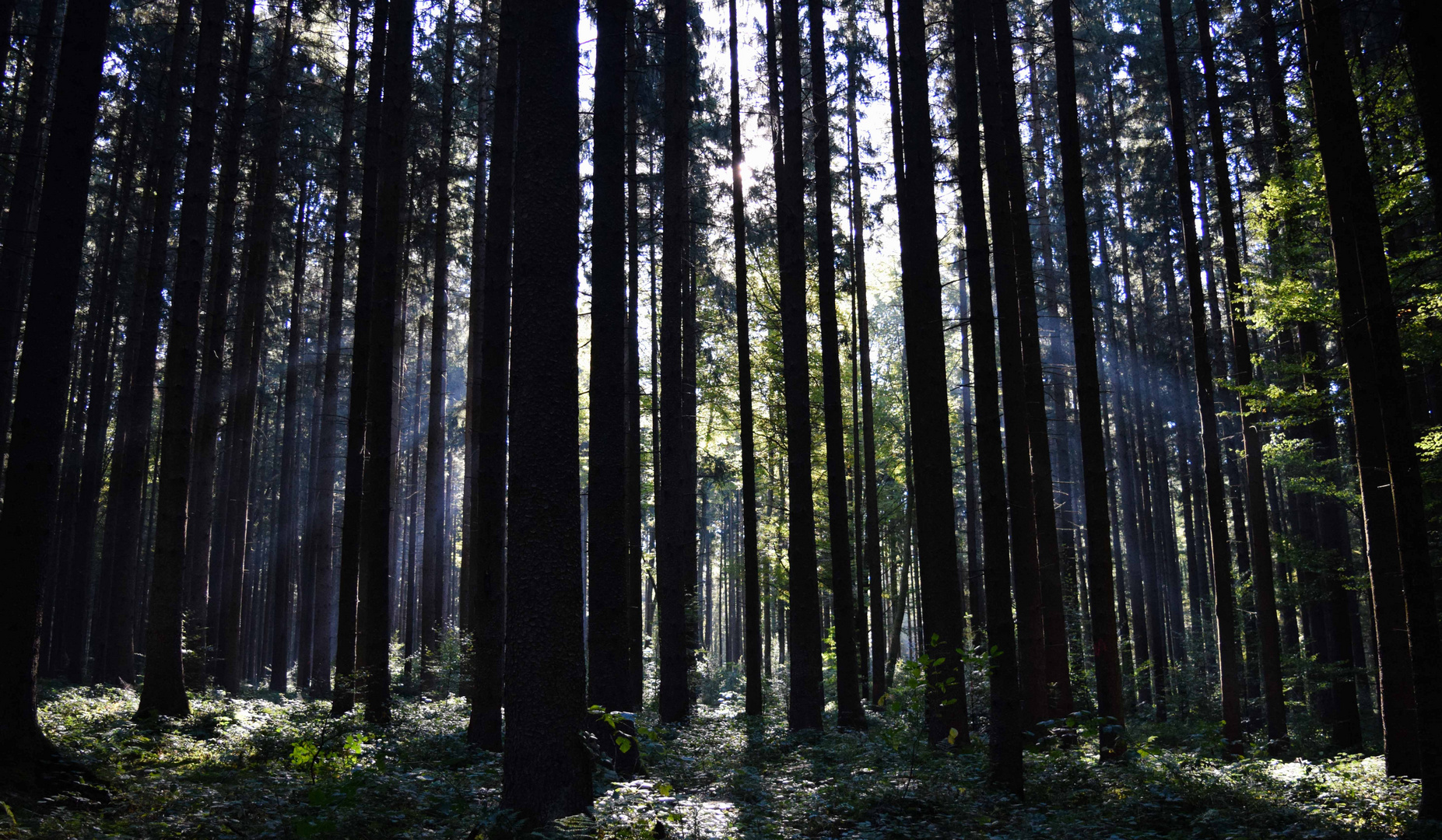 Westliche Wälder