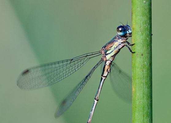 Westliche Weidenjungfer