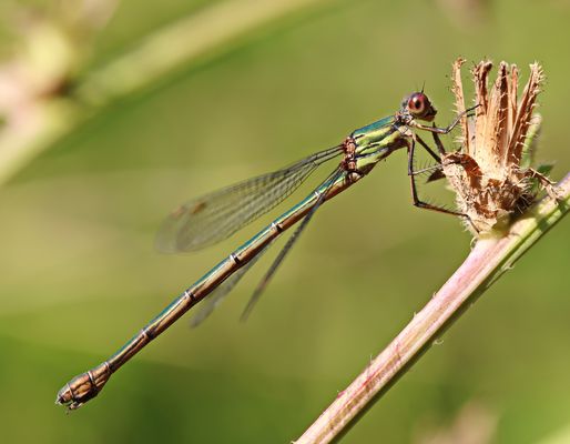 Westliche Weidenjungfer + 3 Bilder