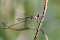 Westliche Weidenjungfer