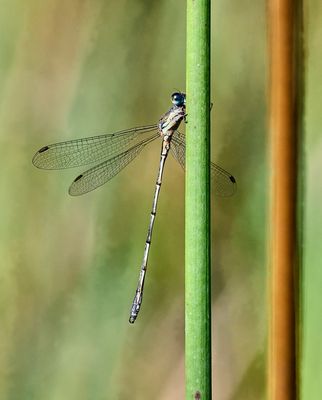 Westliche Weidenjungfer