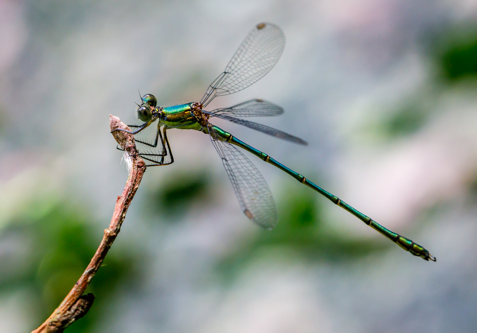 Westliche Weidenjungfer - Chalcolestes viridis