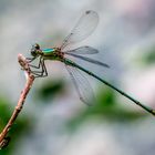 Westliche Weidenjungfer - Chalcolestes viridis