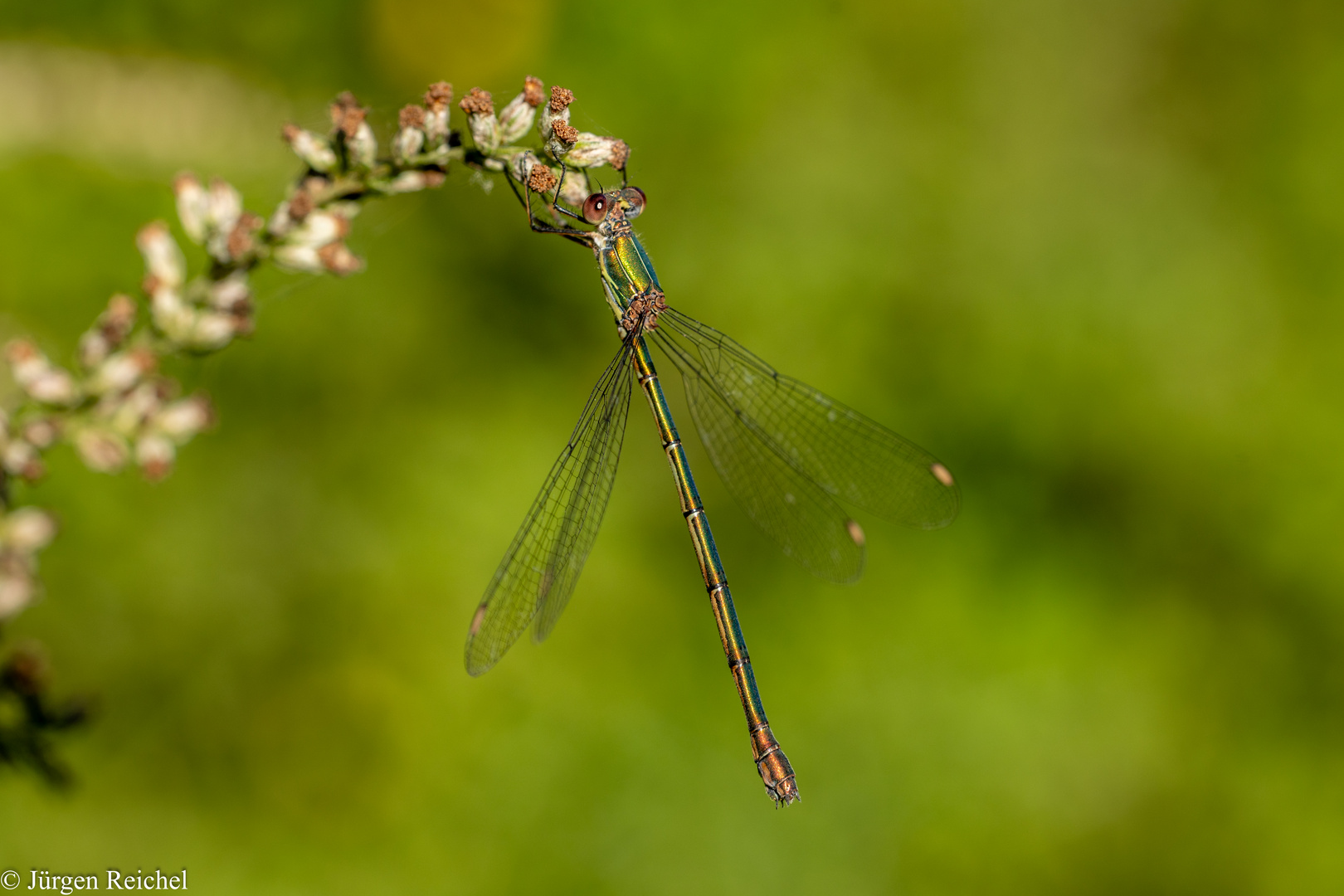 Westliche Weidenjungfer ( Chalcolestes viridis )