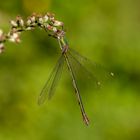 Westliche Weidenjungfer ( Chalcolestes viridis )