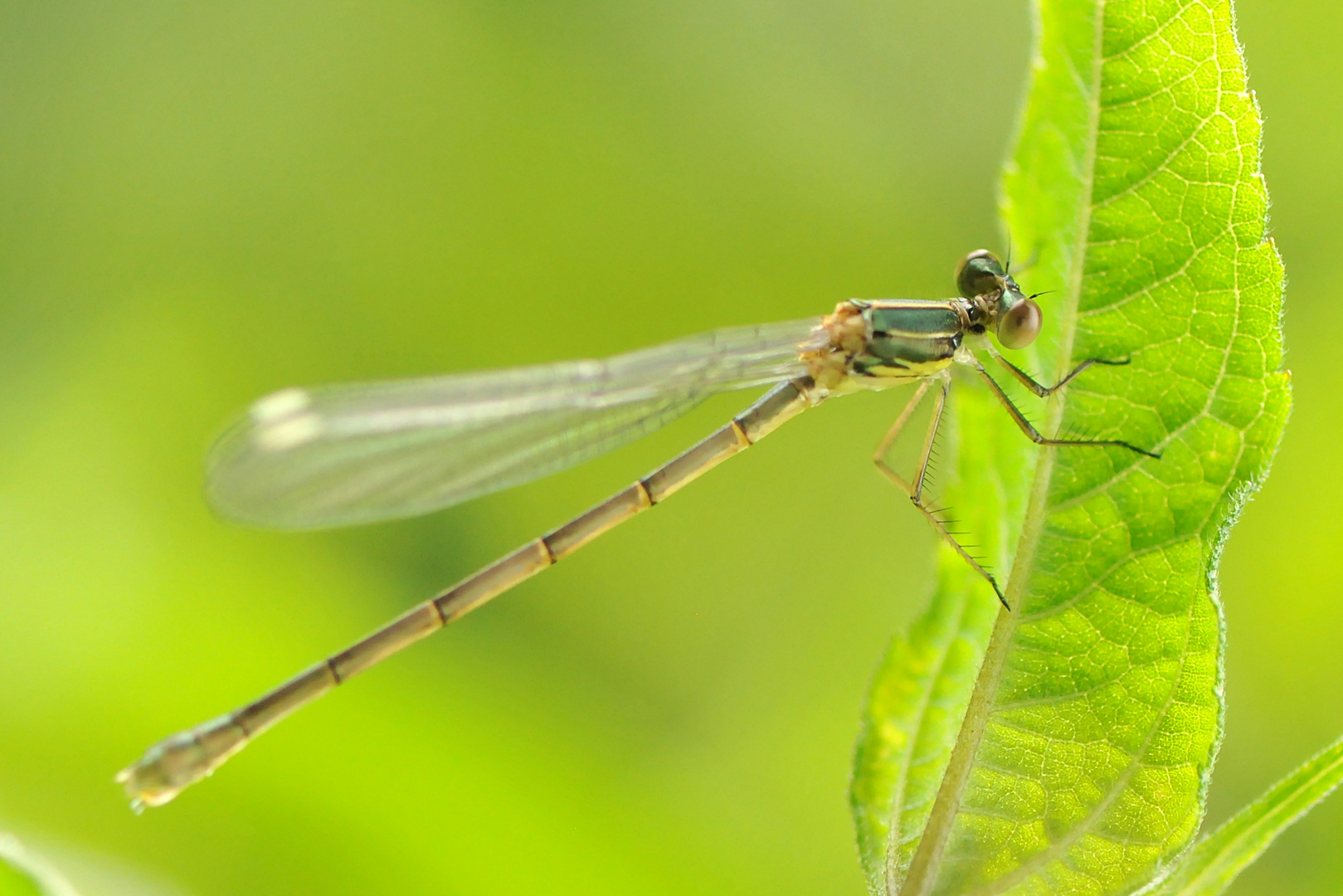 Westliche Weidenjungfer – (Chalcolestes viridis)