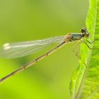 Westliche Weidenjungfer – (Chalcolestes viridis)