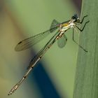 Westliche Weidenjungfer - chalcolestes viridis