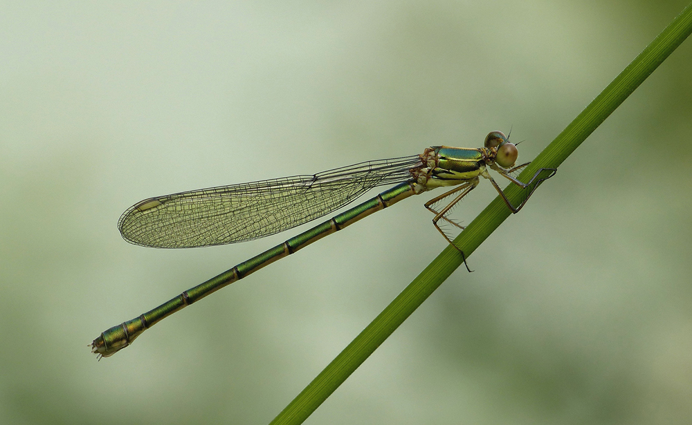 Westliche Weidenjungfer ( Chalcolestes viridis )