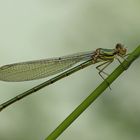 Westliche Weidenjungfer ( Chalcolestes viridis )