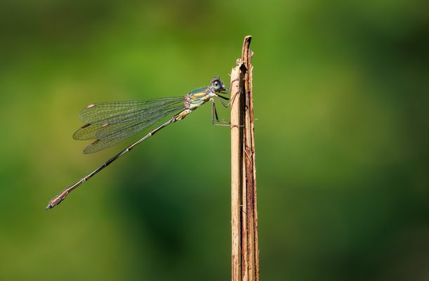 Westliche Weidenjungfer (Chalcolestes viridis) Männchen