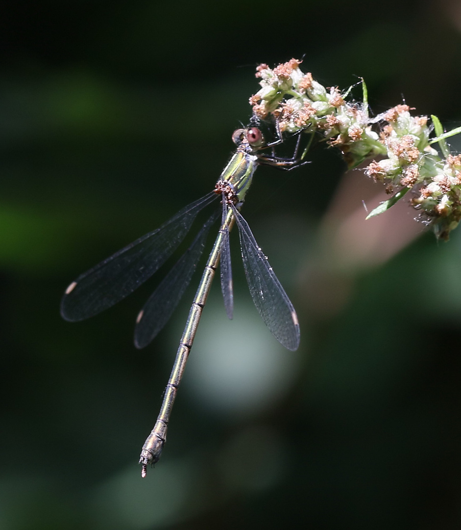 Westliche Weidenjungfer / Lestes viridis