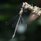 Westliche Weidenjungfer / Lestes viridis