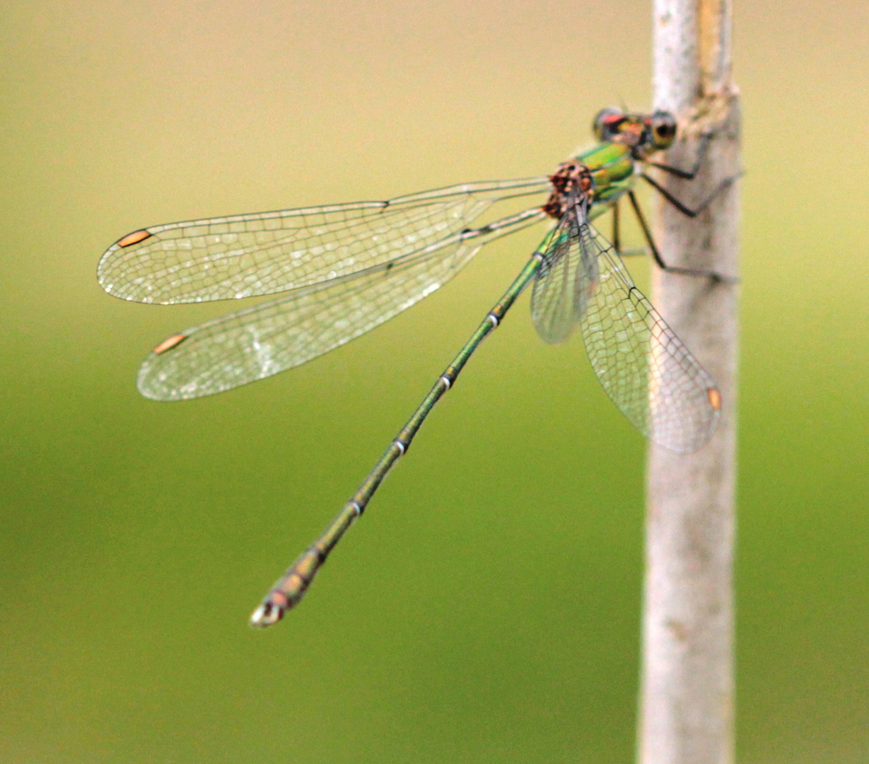 Westliche Weidenjungfer (Lestes viridis) 