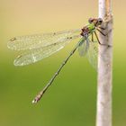 Westliche Weidenjungfer (Lestes viridis) 