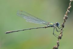 Westliche Weidenjungfer (Lestes viridis) Männchen