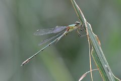 Westliche Weidenjungfer (Lestes viridis) Männchen