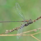 Westliche Weidenjungfer ( Lestes viridis) Weibchen