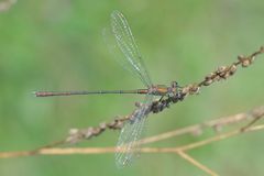 Westliche Weidenjungfer ( Lestes viridis) Weibchen