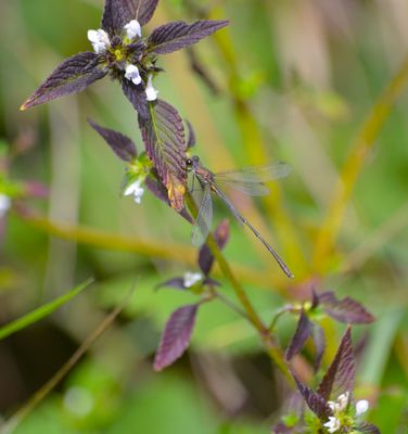 Westliche Weidenjungfer (m) auf Gemeinen Hohlzahn