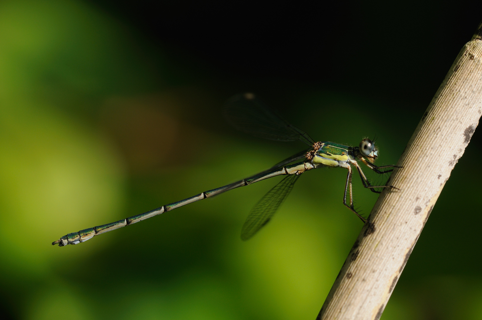 Westliche Weidenjungfer Männchen