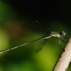 Westliche Weidenjungfer Männchen