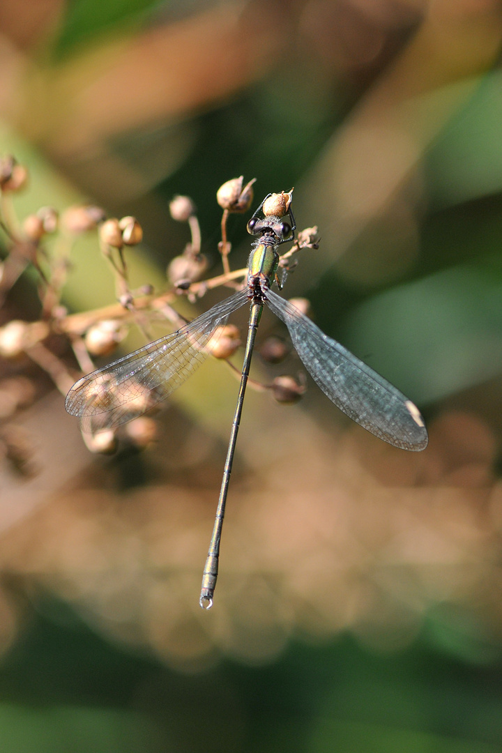 Westliche Weidenjungfer Männchen (Lestes viridis) Draufsicht