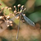 Westliche Weidenjungfer Männchen (Lestes viridis) Draufsicht